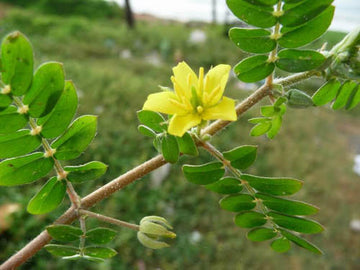 GOKSHURA (Tribulus terrestris)