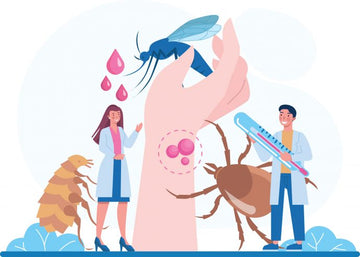 What are vector borne diseases?