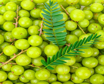 AMLA (EMBLICA OFFICINALIS)