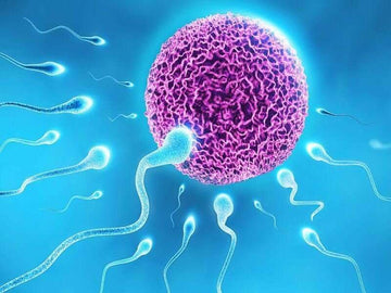How Ayurveda Helps in Improving Egg Quality in Females for Infertility?