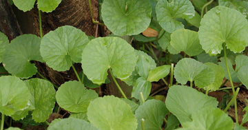 Role of Brahmi in Insomnia