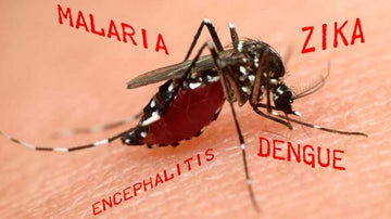 What are Diseases spread from Mosquitos? What are the Ayurvedic and Herbal Remedies to treat it Naturally?