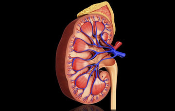 CHRONIC KIDNEY DISEASE