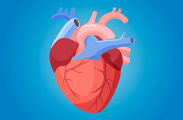 HOW AYURVEDA HELPS IN HEART DISEASES
