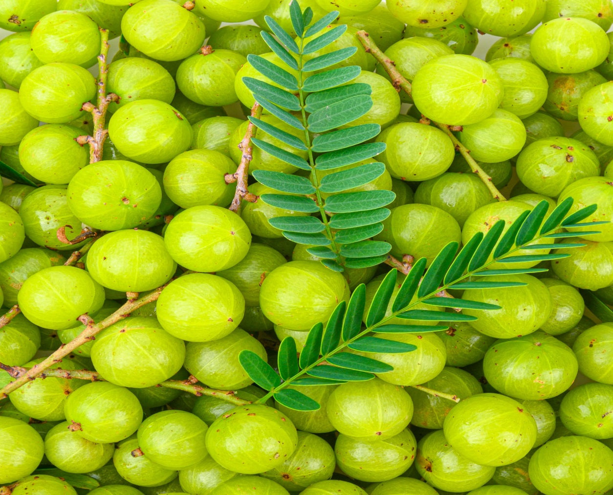 AMLA (EMBLICA OFFICINALIS)