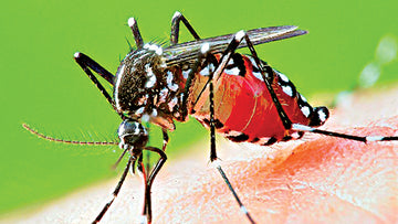 What is Dengue? How it can be Cure by Herbal Remedies?