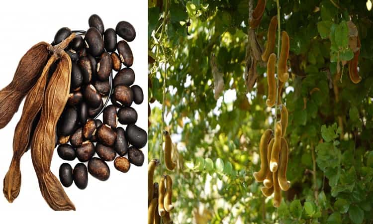 what-is-kaunch-seed-and-why-is-it-becoming-so-populardoctors-say-that-people-suffering-from-high-blood-pressure-sugar-heart-disease-or-any-serious-disease-should-not-consume-it-without-advice